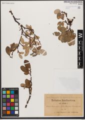 Foto von Salix reticulata L.